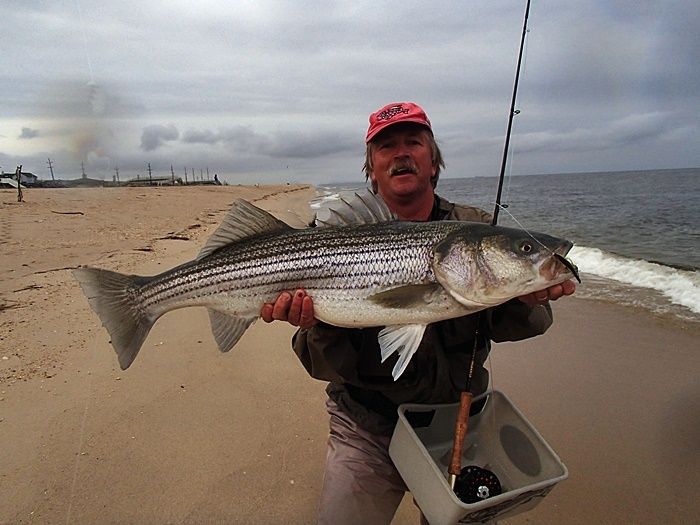 This striper was caught in among a big school of teen size bluefish. 
