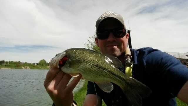 Thanks all for liking this - one of my last fish in Colorado. 