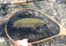 Fly-fishing Photo of Rainbow trout shared by Matej Kristan – Fly dreamers 