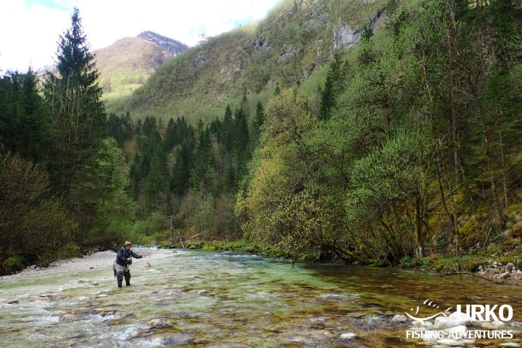 Fly fishing in Lepena Valley ... Lepena River is managed by Fisheries Research Institute of Slovenia