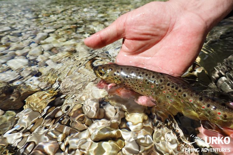 Release #keepemwet 
Radovna - managed by Fisheries Research Institute of Slovenia