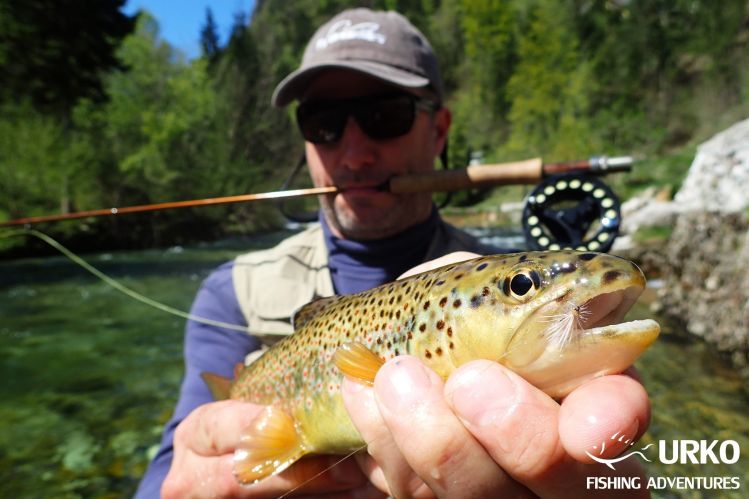 Dry fly action ...
Radovna - managed by Fisheries Research Institute of Slovenia