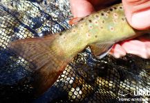 Fly-fishing Image of European brown trout shared by Uros Kristan – Fly dreamers
