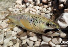 Uros Kristan 's Fly-fishing Picture of a brown trout – Fly dreamers 