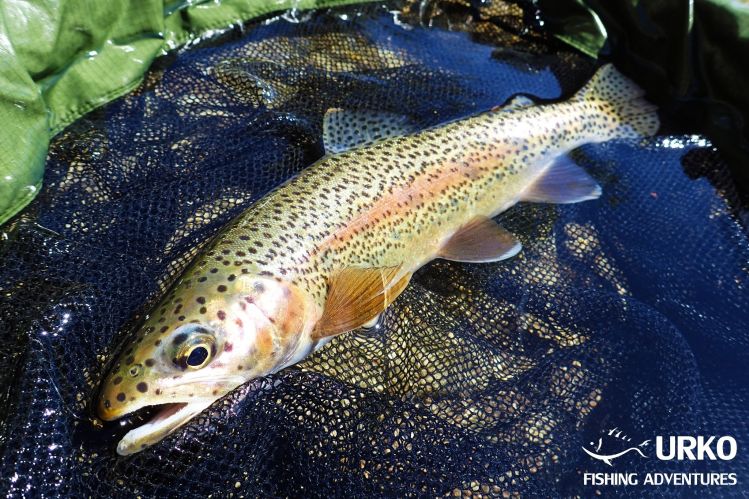Wild rainbow trout 
Radovna - managed by Fisheries Research Institute of Slovenia