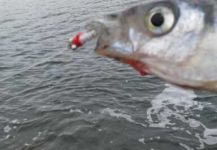 Gustavo Somosa 's Fly-fishing Catch of a Pejerrey | Fly dreamers 