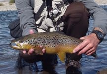 Emiliano Signorini 's Fly-fishing Pic of a Brown trout – Fly dreamers 