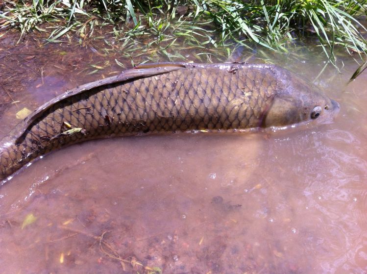 Thanks for liking!  
Carp in the "recovery room" after battle in flooded wooded area.