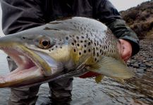 Chelo . 's Fly-fishing Pic of a English trout – Fly dreamers 