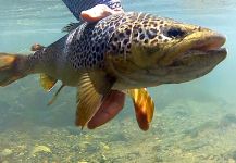 European brown trout Fly-fishing Situation – Sandro Orru' shared this Interesting Pic in Fly dreamers 