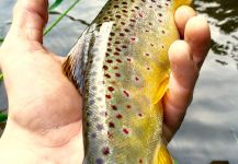 David Henslin 's Fly-fishing Picture of a Brownie – Fly dreamers 