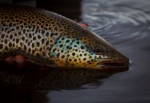 Fly-fishing Picture of German brown shared by P-A Nilsson – Fly dreamers