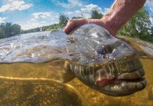 Fly-fishing Picture of Smallmouth Bass shared by Kevin Feenstra – Fly dreamers