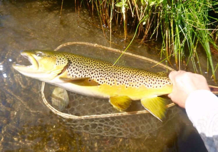 Spring brown on the Yampa River.