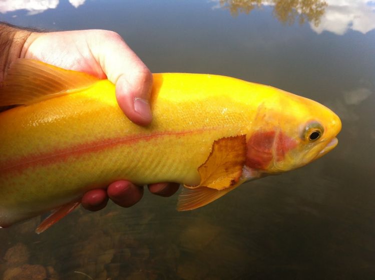 Just like the aspen trees in colorado, the trout change colors too :) palominos on the fly! Not listed in categories so tagged as golden but that is incorrect. 