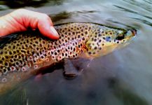 Fly-fishing Image of European brown trout shared by Chris Watson – Fly dreamers