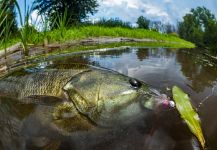 Fly-fishing Photo of Smallmouth Bass shared by Kevin Feenstra – Fly dreamers 
