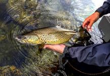 Alexander Lexén 's Fly-fishing Photo of a Brown trout – Fly dreamers 