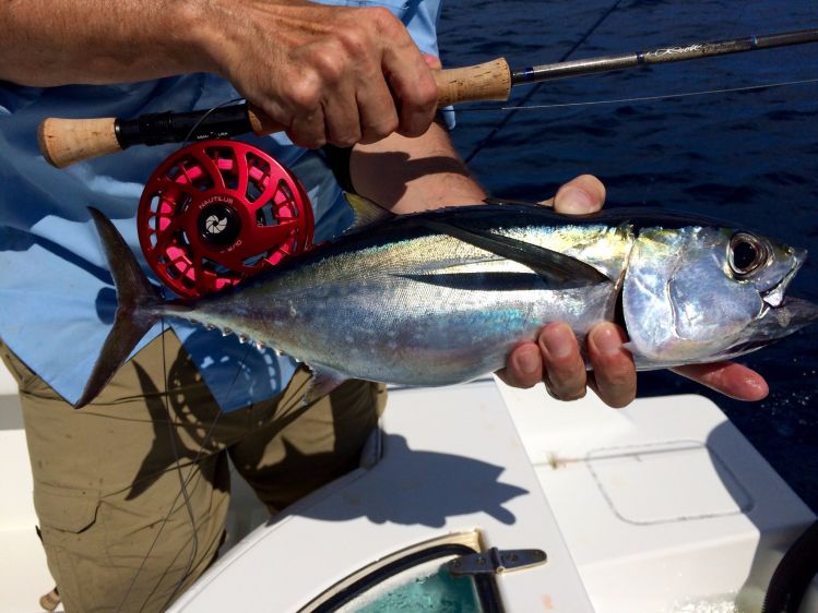 My first Blackfin Tuna on fly...tough lil guys...Hollow flies tore them up today...going to be some serious sushi next couple of days...