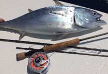 False Albacore - Little Tunny Fly-fishing Situation – David Bullard shared this Impressive Photo in Fly dreamers 