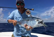 Fly-fishing Pic of False Albacore - Little Tunny shared by David Bullard – Fly dreamers 