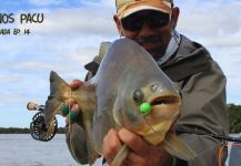 Kid Ocelos 's Fly-fishing Image of a Pacu – Fly dreamers 