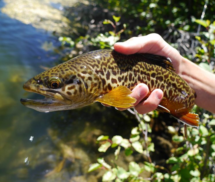 Love the way tiger trout look
