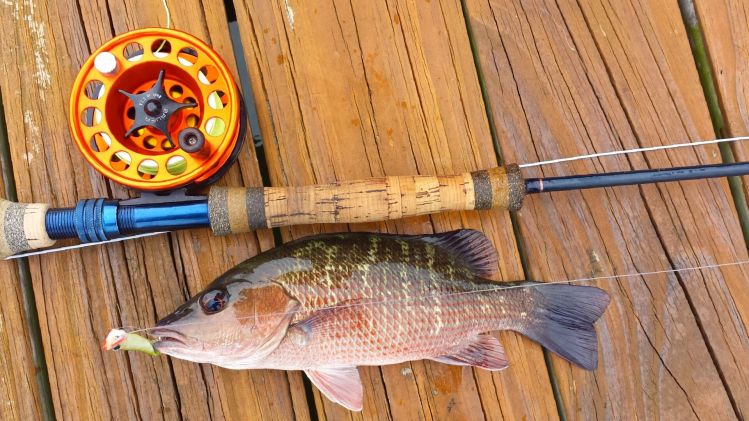 Here is a rarity..snapper on Jack Denny's awesome baby Crease fly..caught around dock at homw this morn..battler...going to go looking for another right now!