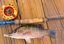 David Bullard 's Fly-fishing Picture of a Mangrove Snapper - Gray Snapper – Fly dreamers 