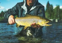 Fly-fishing Photo of European brown trout shared by Alexander Lexén – Fly dreamers 