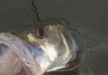 Fly-fishing Photo of Snook - Robalo shared by David Bullard – Fly dreamers 