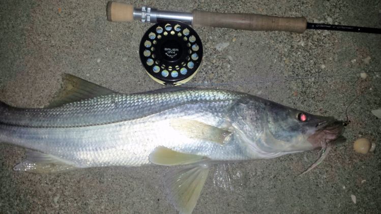 ...they ate complete different patterns 10 seconds apart...tough guys as both into the backings...first decent snook on new generation T&amp;T Solar...fave  rod I have ever thrown...tarpon were no shows