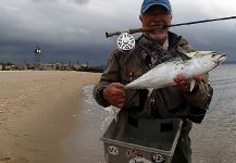 Fly-fishing Pic of False Albacore - Little Tunny shared by Jack Denny – Fly dreamers 
