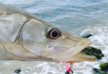  Fotografía de Pesca con Mosca de Snook - Róbalo compartida por Emerson Bermudez | Fly dreamers