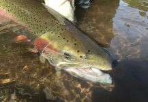 Fly-fishing Picture of Steelhead shared by Eiji Nakano – Fly dreamers