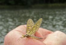  Fotografía de Entomología y Pesca con Mosca compartida por Len Handler – Fly dreamers