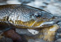 Fly-fishing Image of Marble Trout shared by Marco Vigano – Fly dreamers