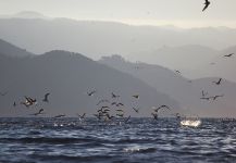  Gran Situación de Pesca con Mosca de Bonito – Por Marco Vigano en Fly dreamers
