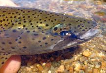  Imagen de Pesca con Mosca de Trucha arcoiris por Juan Bia – Fly dreamers