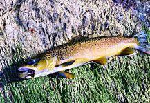 Cool Fly-fishing Situation of European brown trout - Photo shared by Mark Greer – Fly dreamers 