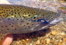 Juan Bia 's Fly-fishing Image of a Rainbow trout – Fly dreamers 