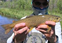 Mark Greer 's Fly-fishing Photo of a Salmo fario – Fly dreamers 