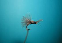  Foto de Atado de moscas para Grayling compartida por Agostino Roncallo – Fly dreamers