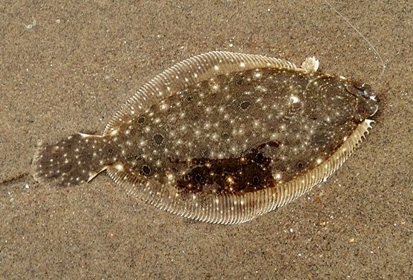 Summer flounder in October!? Yeah, they are bigger and fatter in the fall......plus a hard fight in the surf.