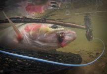 Fly-fishing Situation of Steelhead shared by Kevin Feenstra 