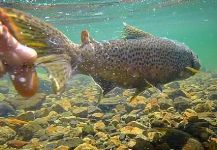Fly-fishing Photo of European brown trout shared by Deep Creek Outfitters | Fly dreamers 
