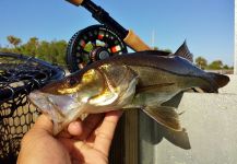 Hai Truong 's Fly-fishing Catch of a Snook - Robalo – Fly dreamers 
