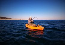 Great Fly-fishing Situation of Bluefish - Tailor - Shad shared by Jack Denny 