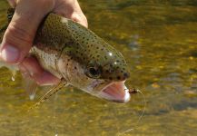 Julio Armando 's Fly-fishing Photo of a Rainbow trout | Fly dreamers 