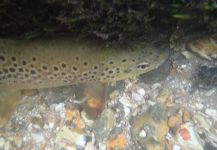 Brown Trout - River Test